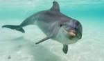 dolphin