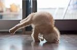 images cat pushup