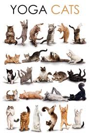 yoga kitties
