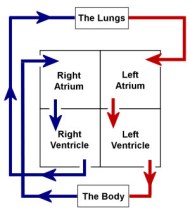 heart_box_diagram